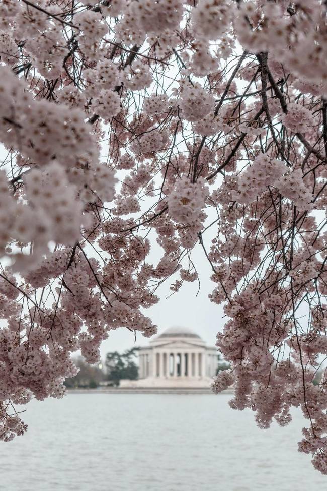 cherry blossoms washington dc