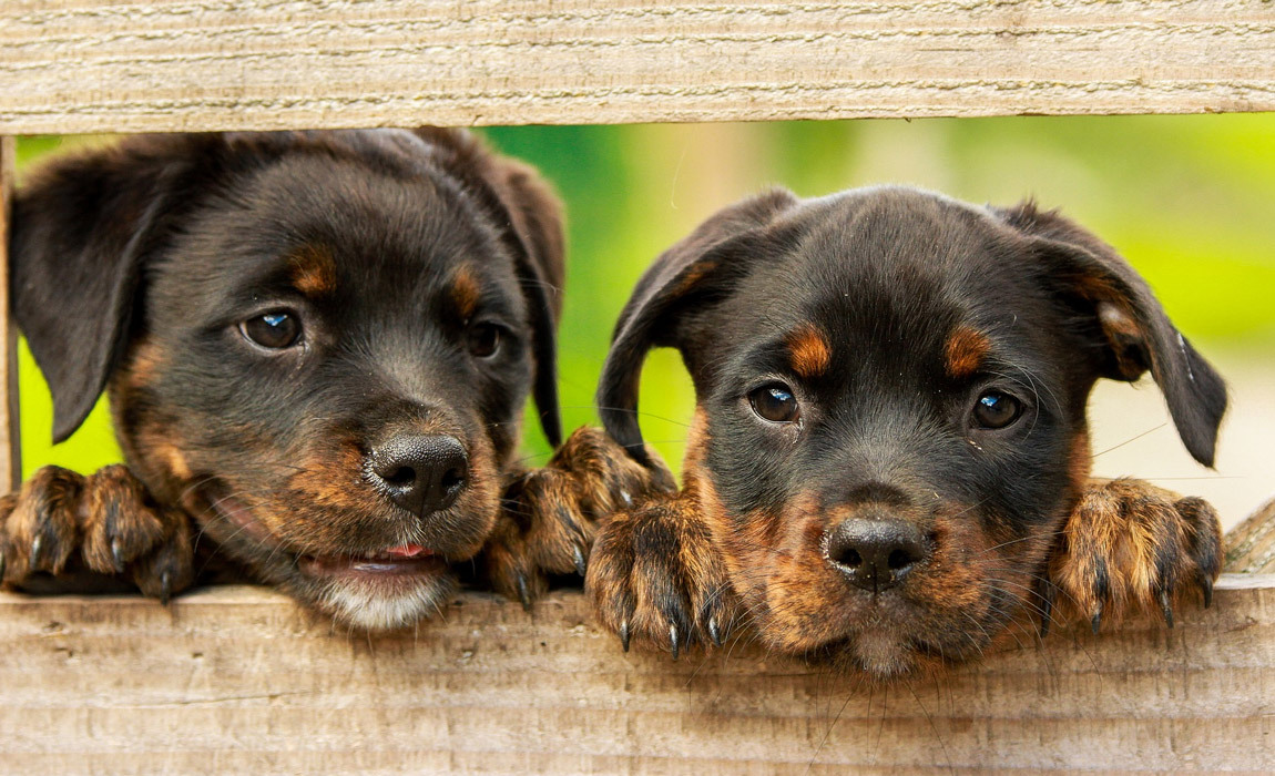 Tips and advice for adopting a dog as a single parent