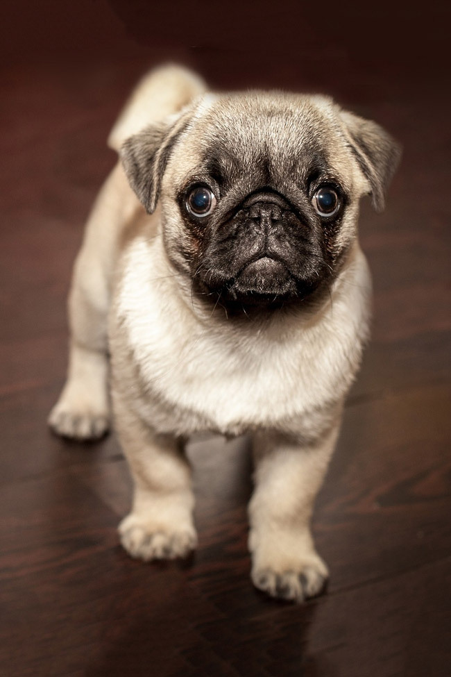 cute dog photo