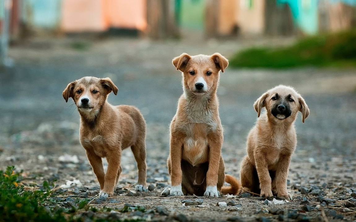 adopting a puppy? Here's what you need to know.