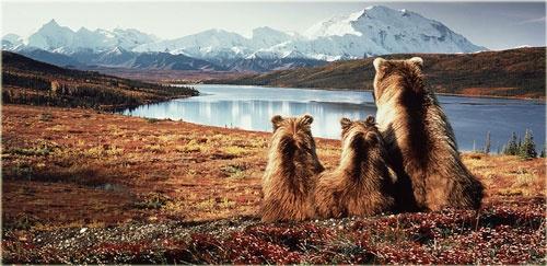 bears-in-alaska