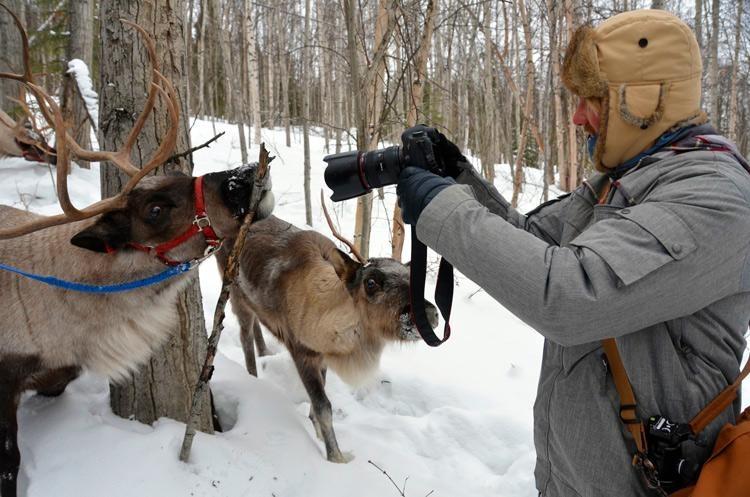 photos of caribou in alaska