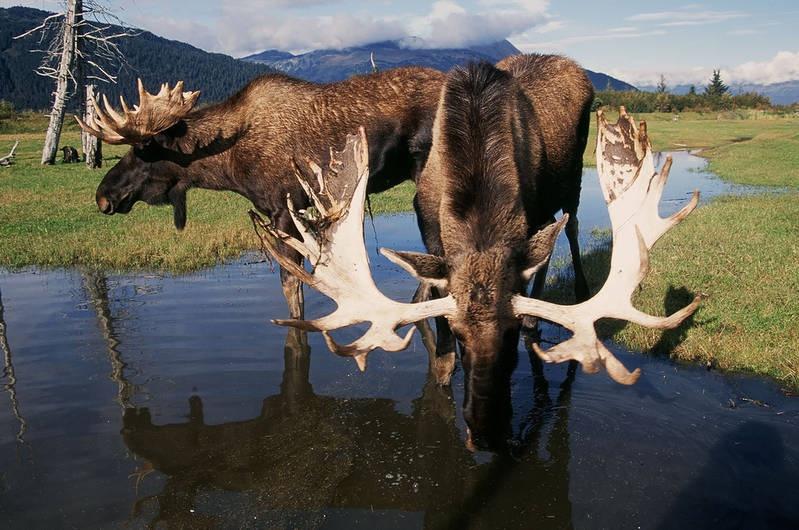 moose at alaska wildlife conservation center courtesy of visit anchorage