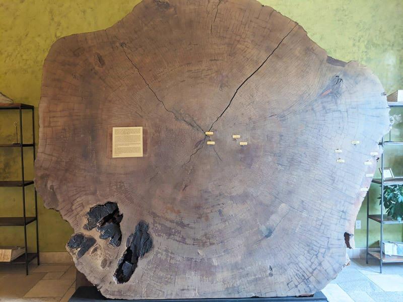 giant sequoia at allegretto resort