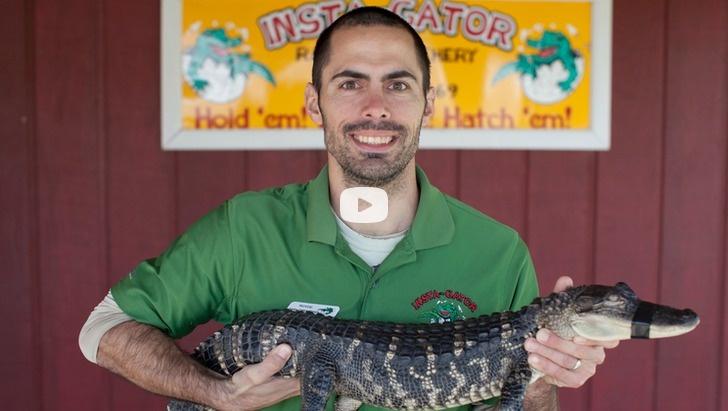 Think Your Job is Crazy? How About This Guy Who's an Alligator Wrangler!