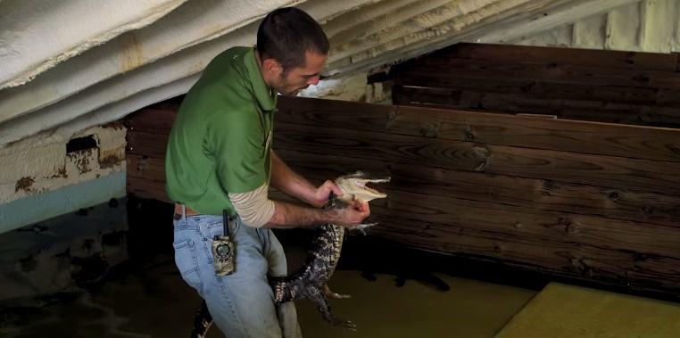 Alligator Wrangler