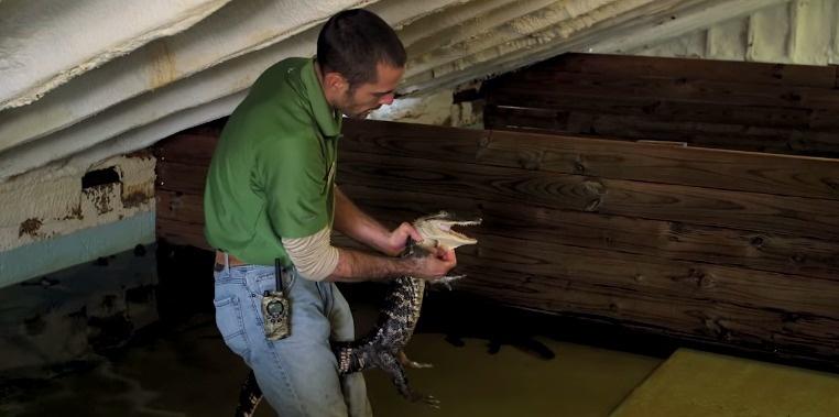 Think Your Job is Crazy? How About This Guy Who's an Alligator Wrangler!