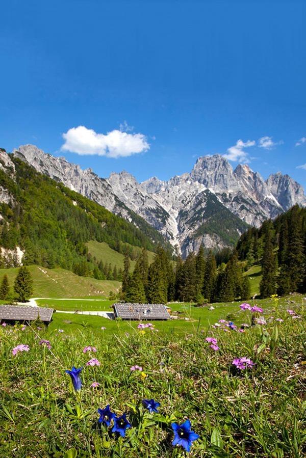 enzian auf der bindalm bavarian alps in summer