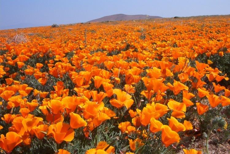 Poppy Fields at Antelope Valley