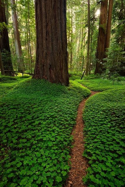 giant redwoods 20140211 1439019709