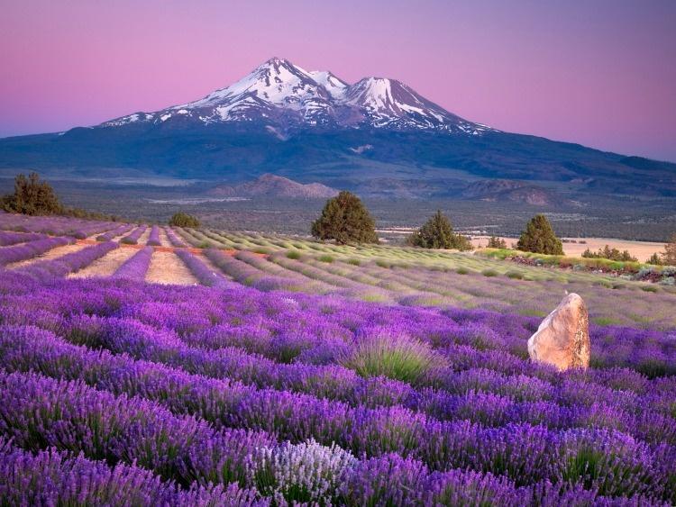 mount shasta lavender 