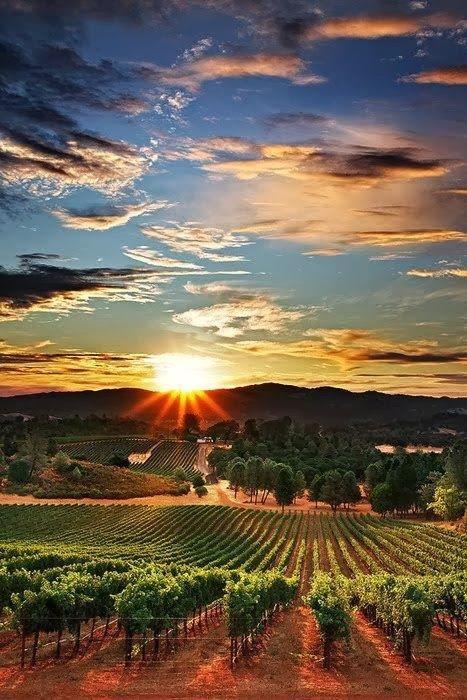 Vineyards in Napa Valley @mantripping