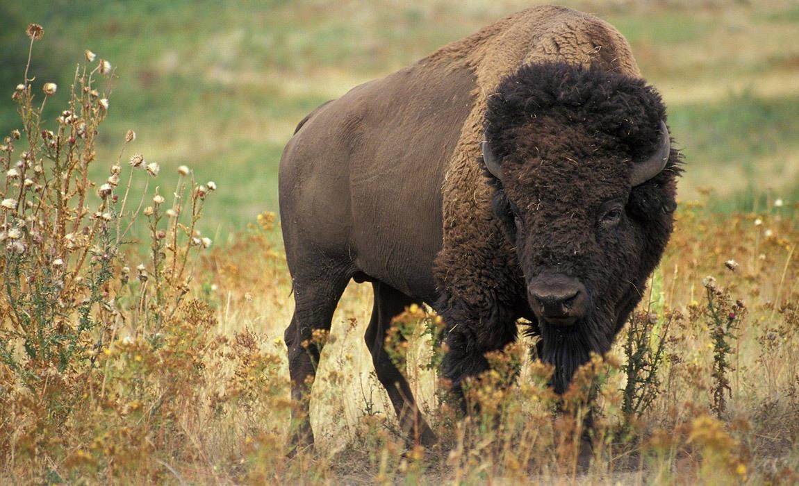 Hunting American Bison - Buffalo - In the United States