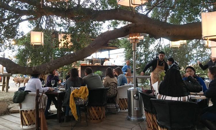 Animalon Dining Experience