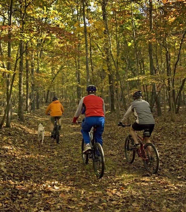 biking forest