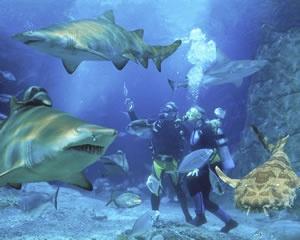 au-shark-dive-certified-diver-mooloolaba