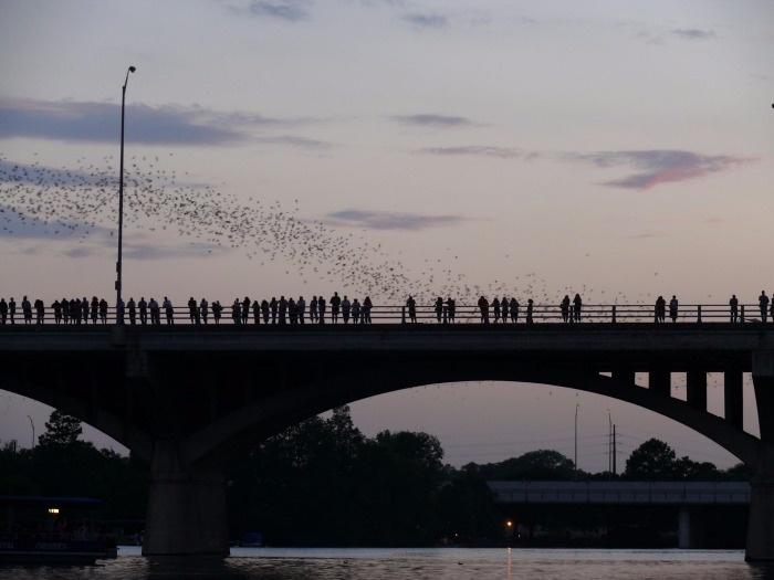 austin bats