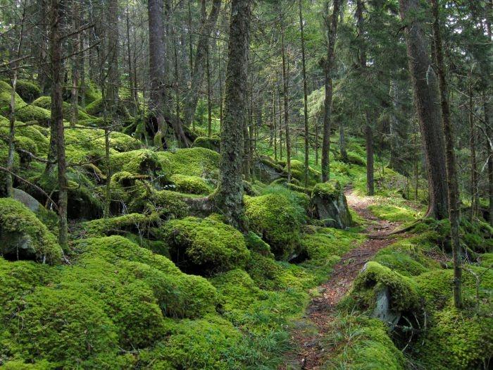 great smoky mountains