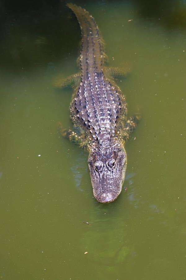 alligator at babcock ranch eco tour