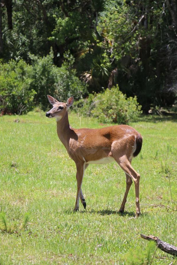 deer seen on babcock ranch eco tour punta gorda florida