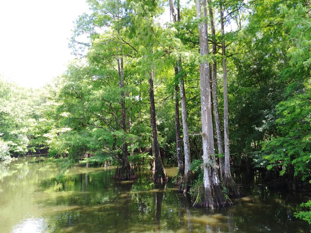 Natural Florida Up Close on a Babcock Ranch Eco Tour