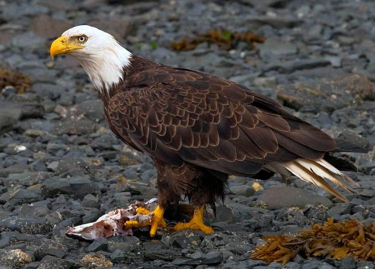 Best Places In America to See Bald Eagles