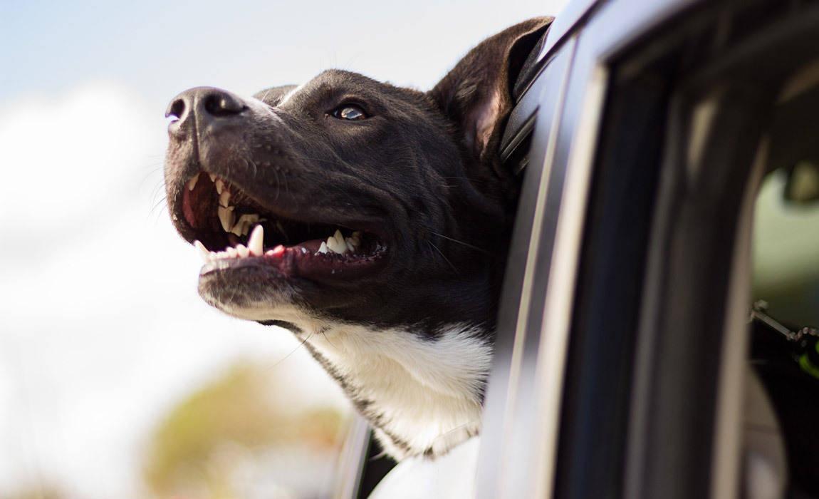 behaviors that men should avoid while driving