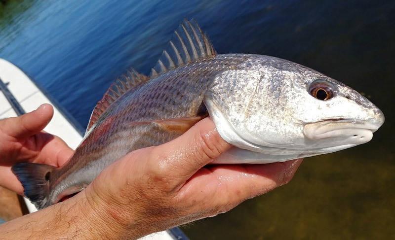 florida fly fishing