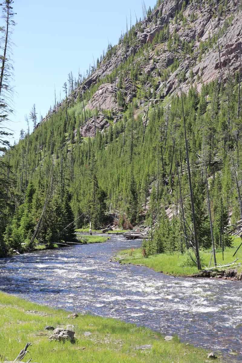 fly fishing yellowstone national park
