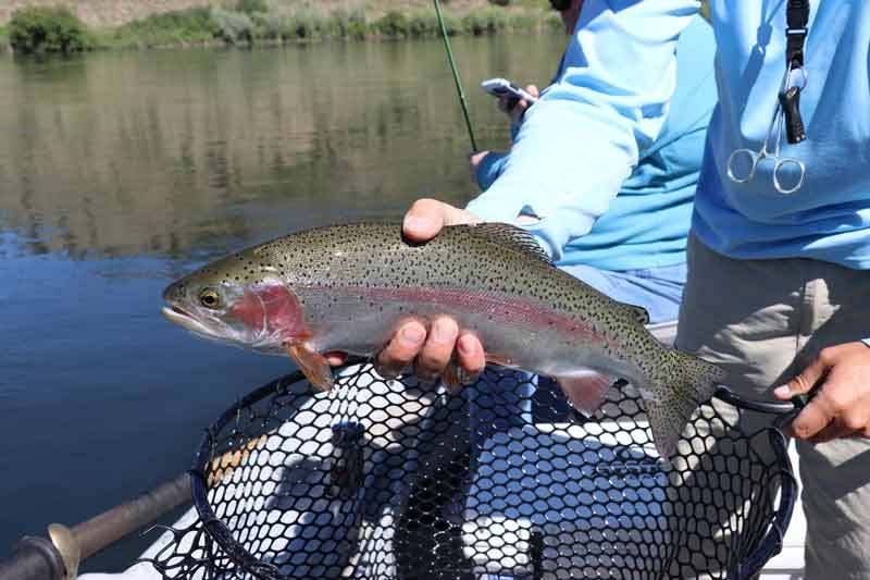 rainbow trout montana fly fishing