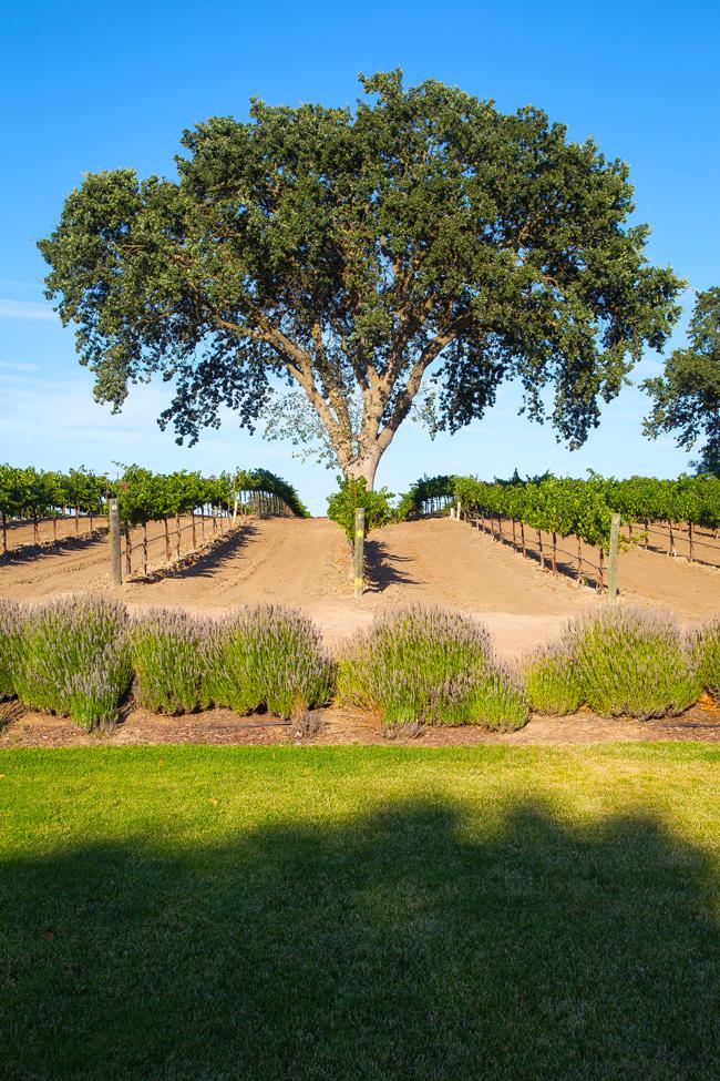 bianchi winery vinyard tree