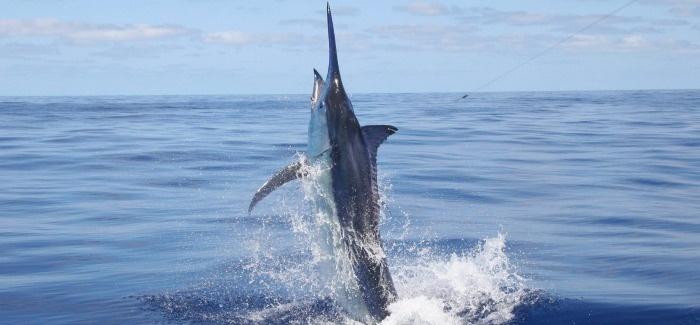 black marlin fishing