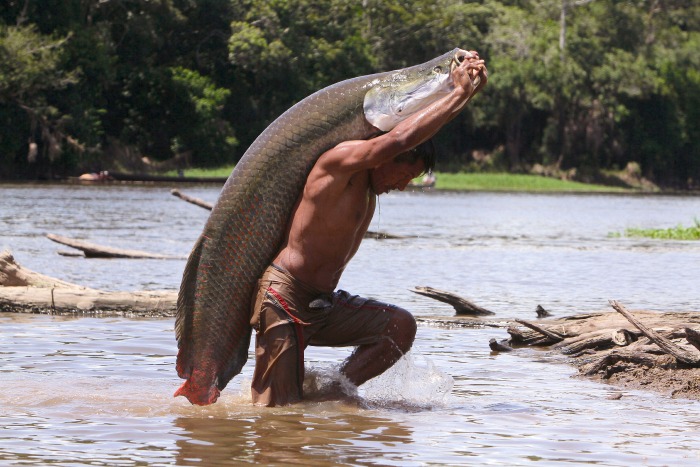 giant amazon fishing