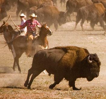 buffalo-roundup
