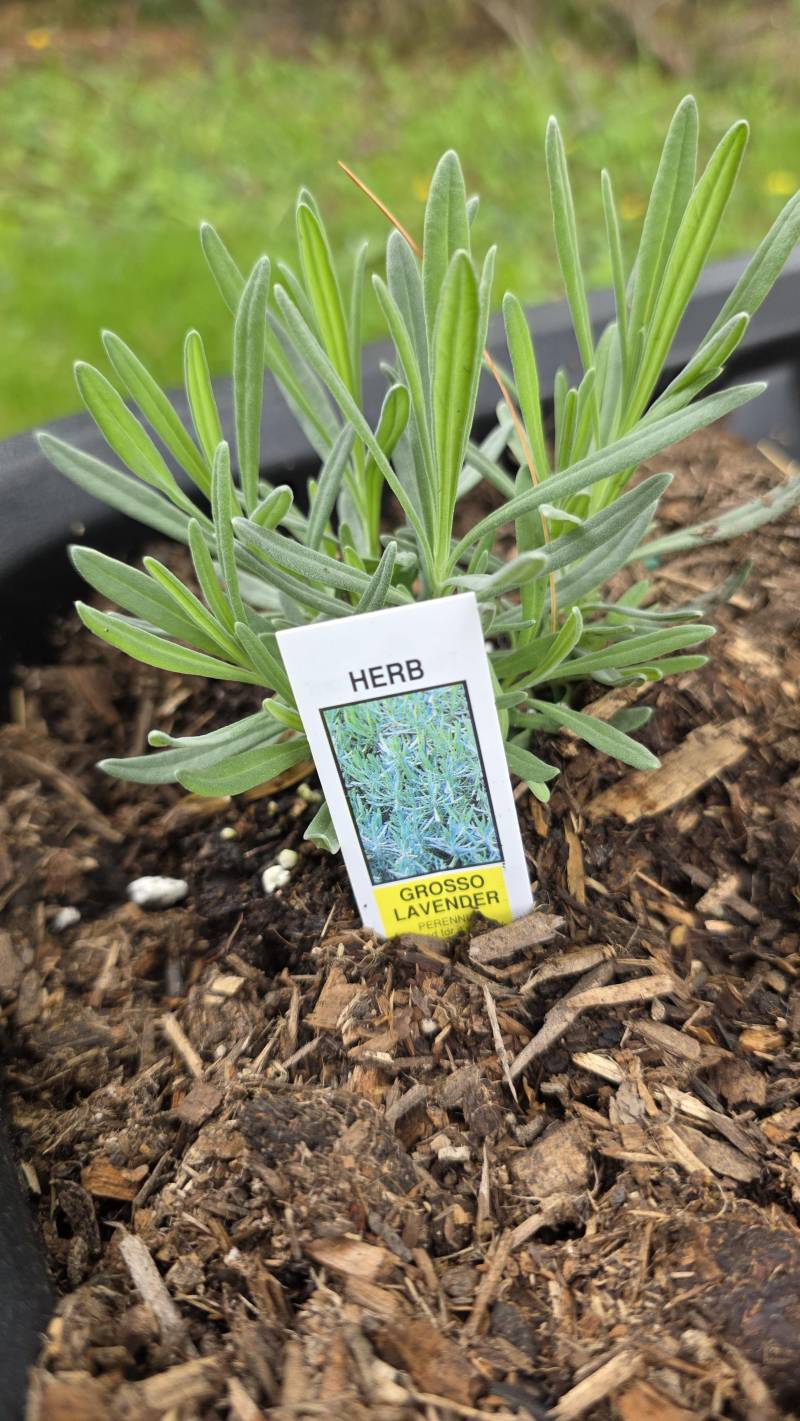 grosso lavender