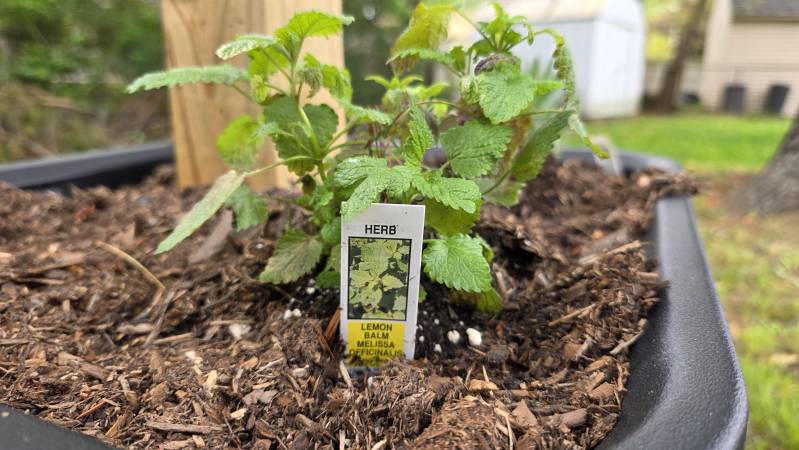 lemon balm melissa officinalis