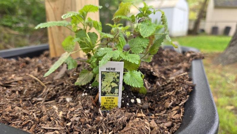 lemon balm melissa officinalis