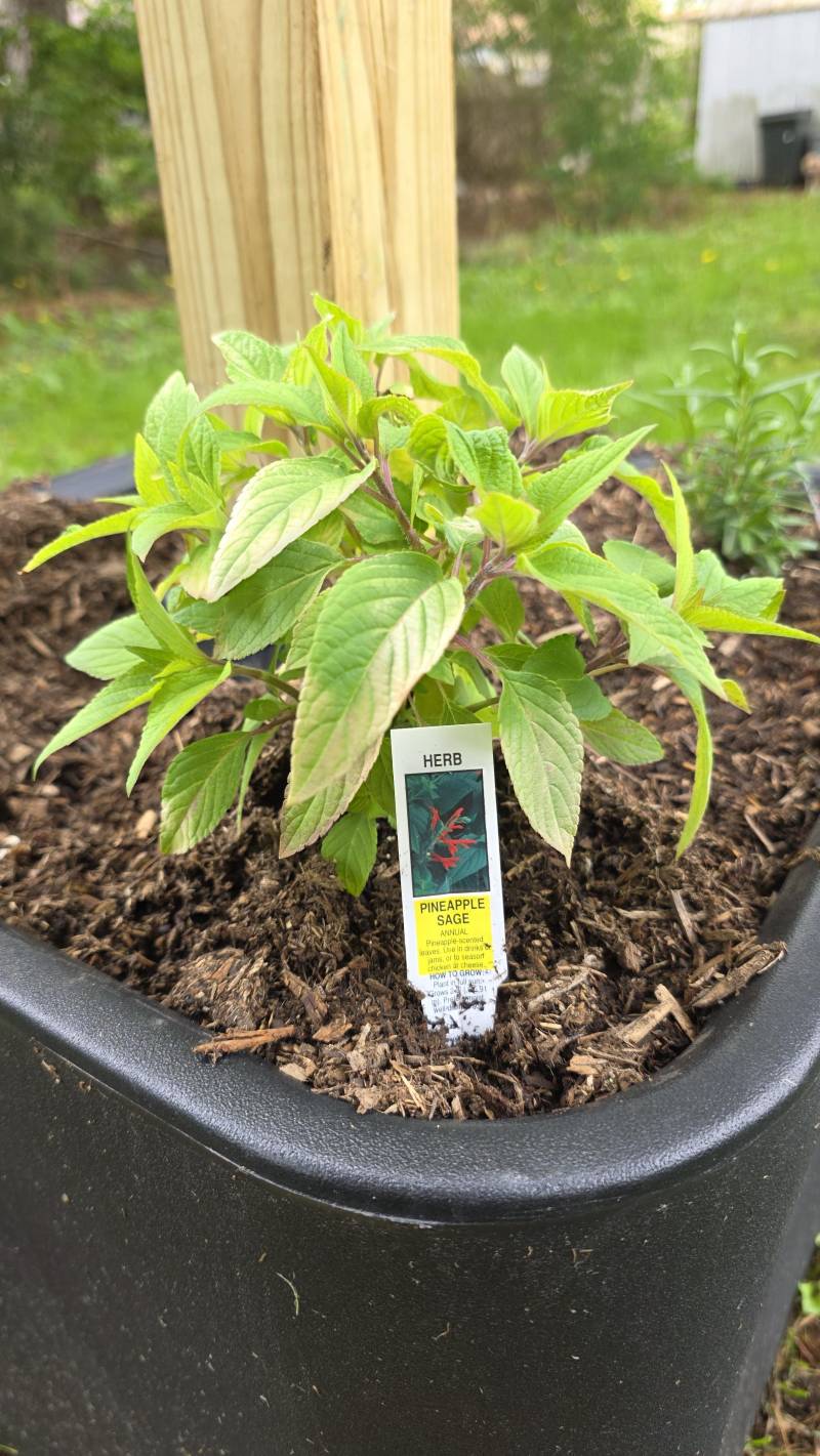 pineapple sage
