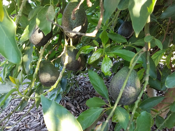 avocados on tree