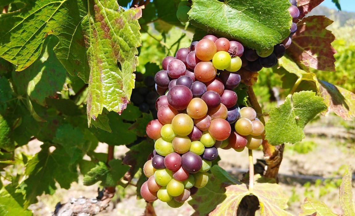 facts about California wine