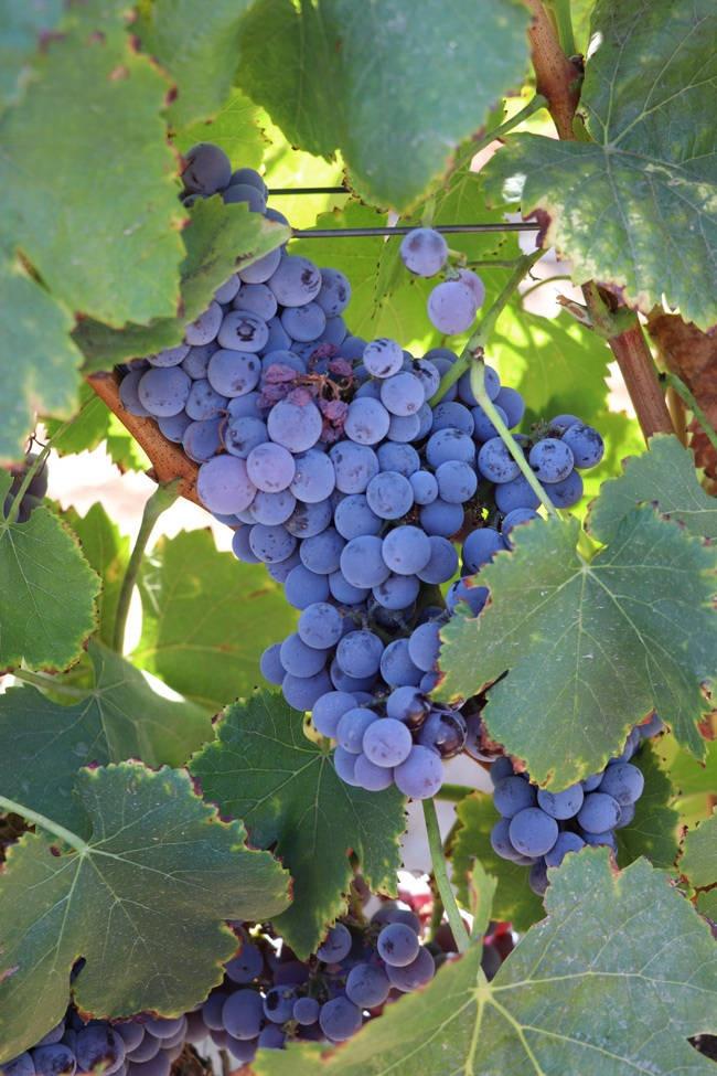 grapes on carter estate vineyards