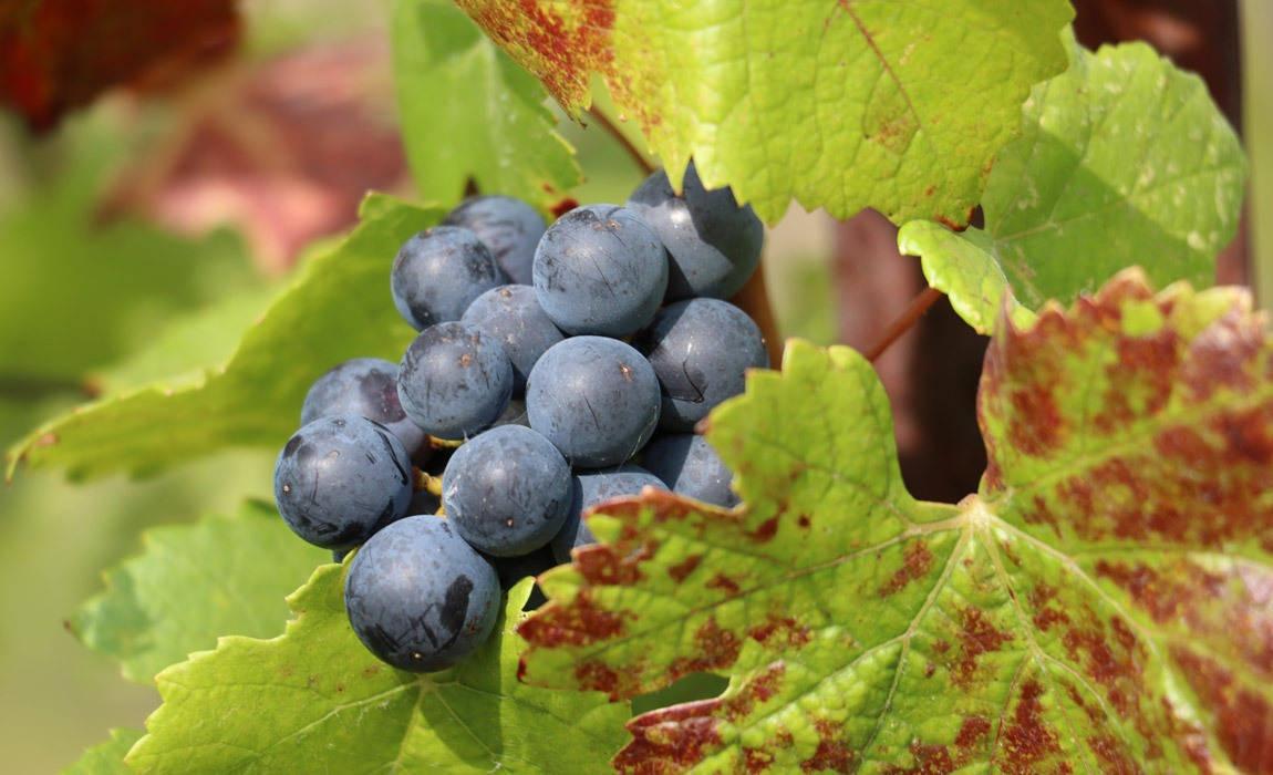 Why California wine is special