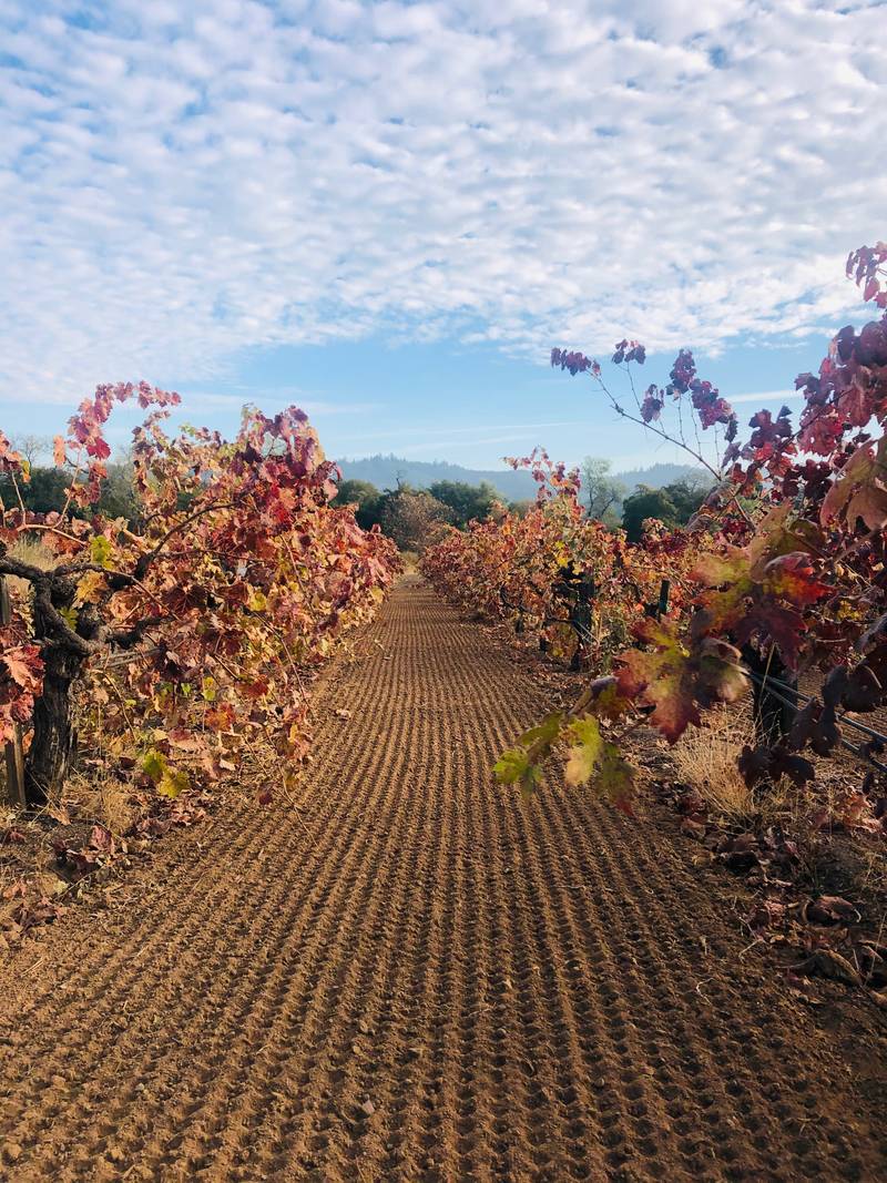 Capo Creek Winery vineyard in the fall