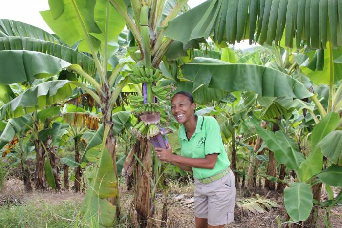 banana plantation tour in saint lucia