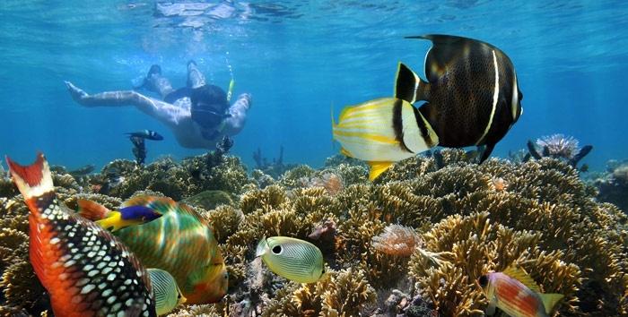 snorkeling bonaire