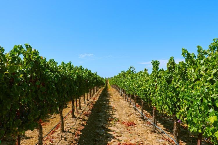 carter estate vinyards