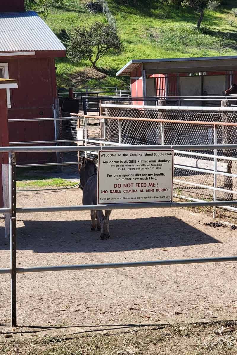 mini donkey at middle ranch