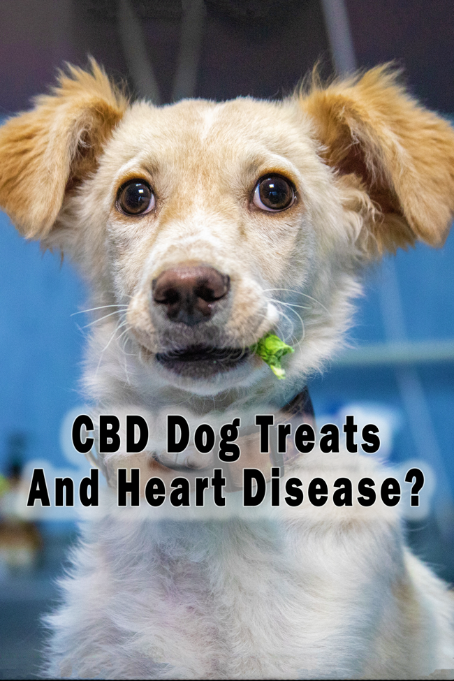 cbd dog treats and heart conditions what you need to know