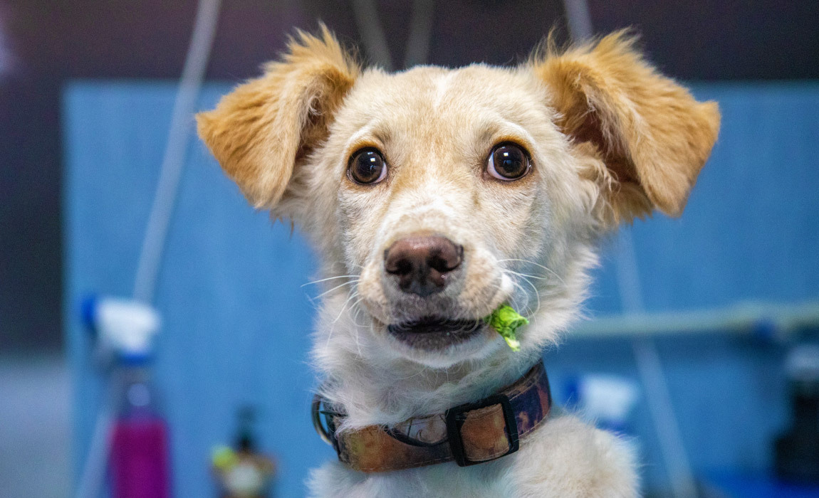 Can CBD dog treats help dogs with heart issues?