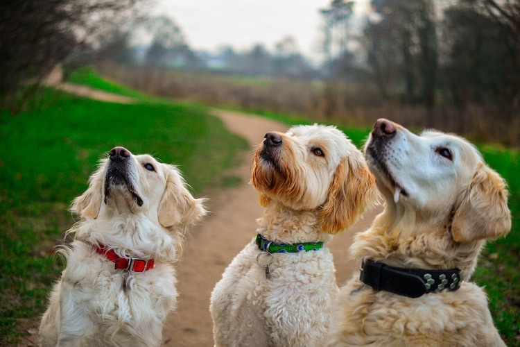 dog treats with cbd can affect heart disease in dogs